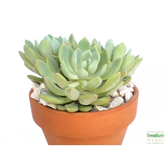 Amerikai kövirózsa - Echeveria hookeri Amerikai kövirózsa - Echeveria hookeri