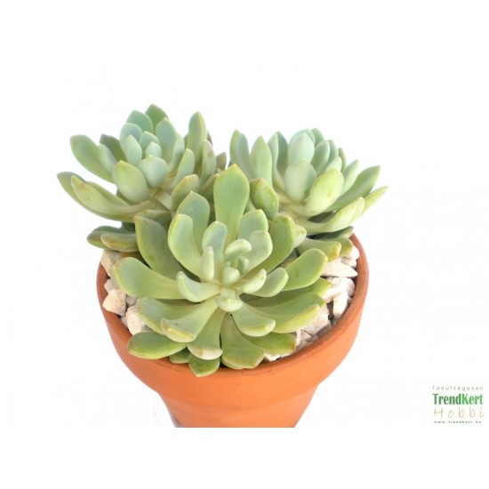 Amerikai kövirózsa - Echeveria hookeri Amerikai kövirózsa - Echeveria hookeri