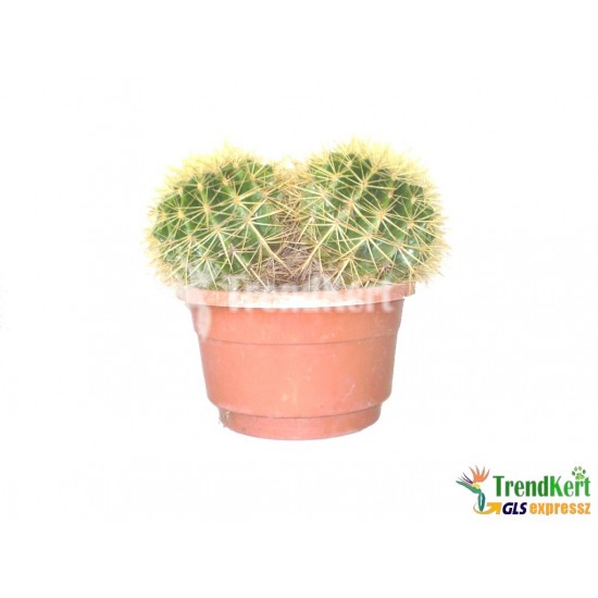 Sün kaktusz - Echinocactus grusonii