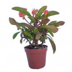 Töviskorona kutyatej - Euphorbia millii Classic Korall Töviskorona kutyatej - Euphorbia millii Classic Korall