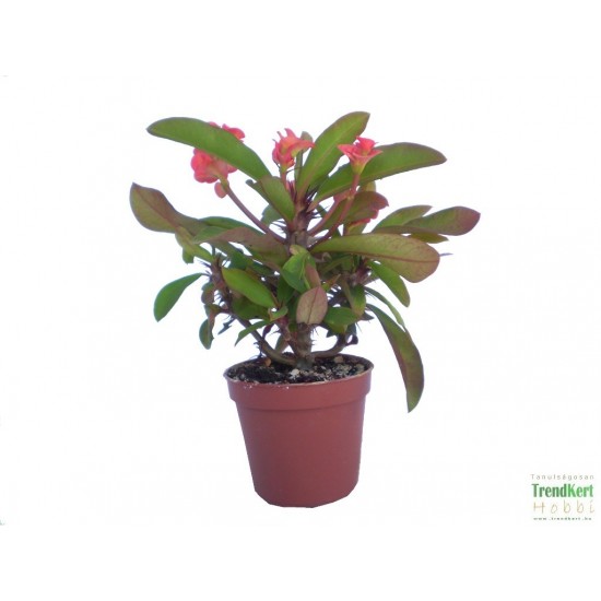 Töviskorona kutyatej - Euphorbia millii Classic Korall 