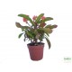Töviskorona kutyatej - Euphorbia millii Classic Korall 