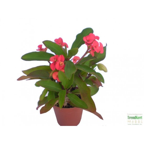 Töviskorona kutyatej - Euphorbia millii Classic Korall 
