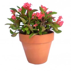Töviskorona kutyatej - Euphorbia millii Classic Korall Töviskorona kutyatej - Euphorbia millii Classic Korall