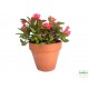 Töviskorona kutyatej - Euphorbia millii Classic Korall 