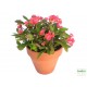 Töviskorona kutyatej - Euphorbia millii Classic Korall 
