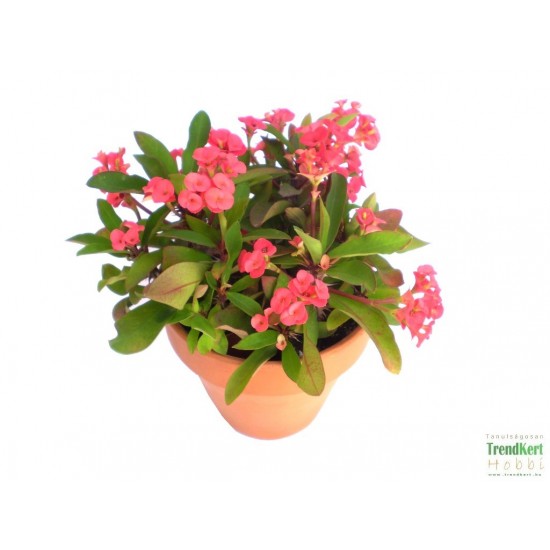 Töviskorona kutyatej - Euphorbia millii Classic Korall 