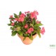 Töviskorona kutyatej - Euphorbia millii Classic Korall 