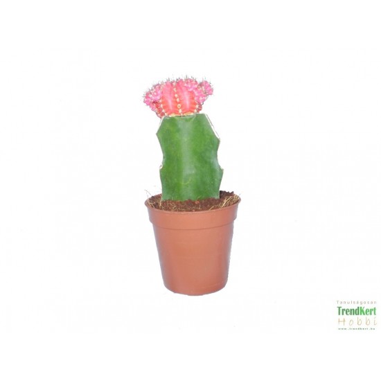 Rubinkaktusz Pink - Gymnocalycium Pink 