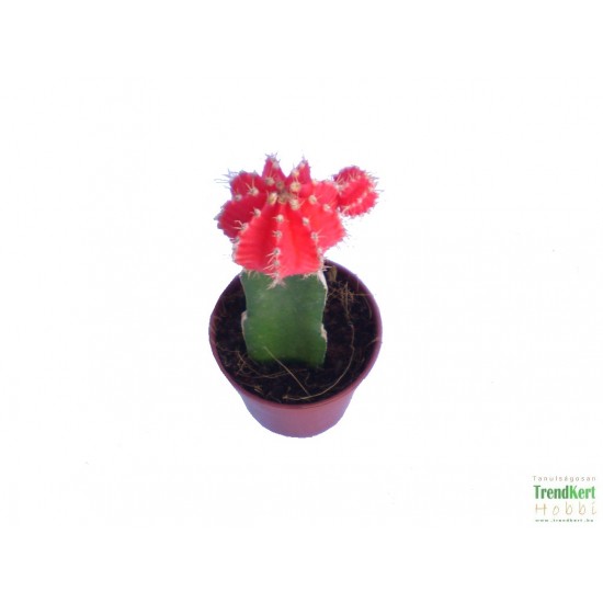 Rubinkaktusz Piros - Gymnocalycium Root