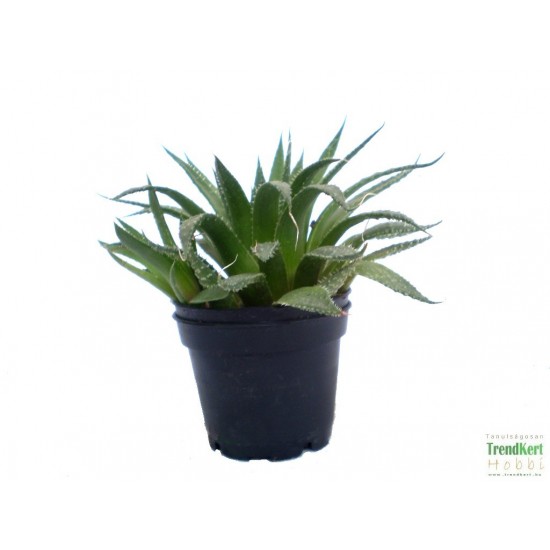 Sávosfű - Haworthia margaritifera