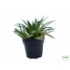 Sávosfű - Haworthia margaritifera