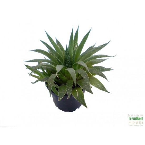 Sávosfű - Haworthia margaritifera