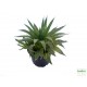 Sávosfű - Haworthia margaritifera