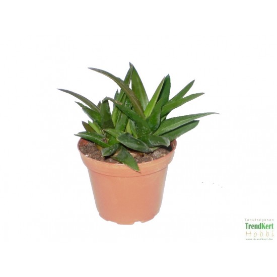 Sávosfű - Haworthia species Sávosfű - Haworthia species