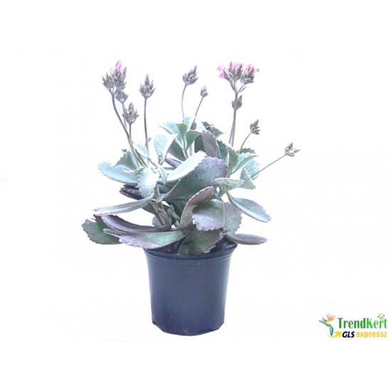 Kalanchoe sp. - Ezüst korallvirág Kalanchoe sp. - Ezüst korallvirág