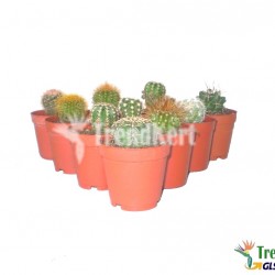 kaktusz csomag 10 db