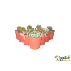 kaktusz csomag 10 db