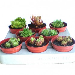 Kövirózsa Mix - Sempervivum Mix