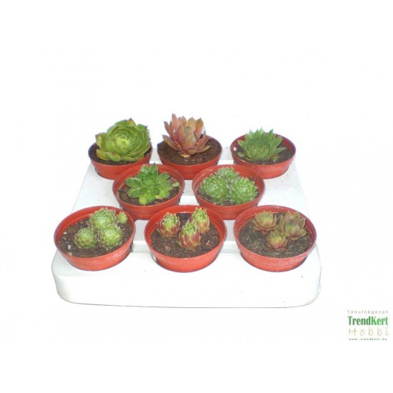 Kövirózsa Mix - Sempervivum Mix