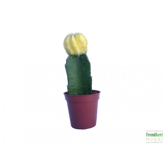 Oltott kaktusz sp. 01