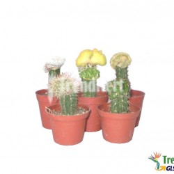 oltott kaktusz mix 6db