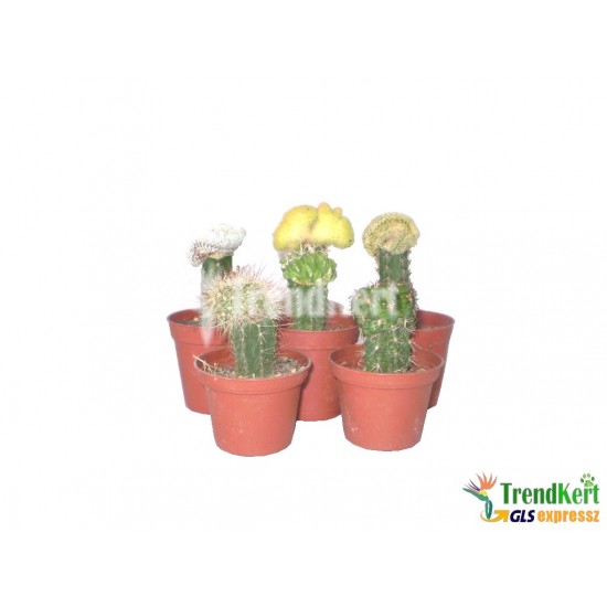 oltott kaktusz mix 6db