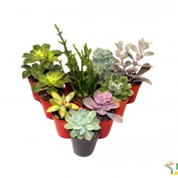 Pozsgás mix 10 db/csomag