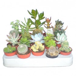 Pozsgás-Kaktusz növény Mix