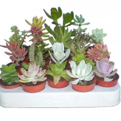 Pozsgás növény Mix