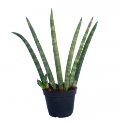Szanszeviéria, Anyósnyelv - Sansevieria cylindrica 