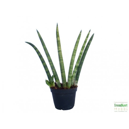 Szanszeviéria, Anyósnyelv - Sansevieria cylindrica 