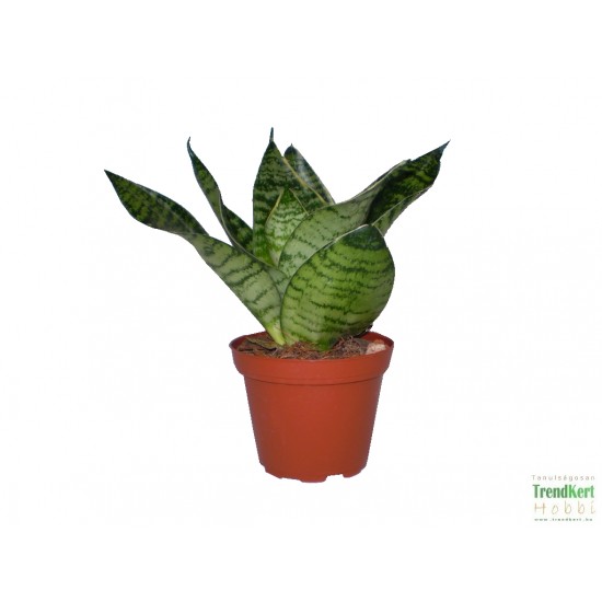 Szanszeviéria, Anyósnyelv - Sansevieria futura GreenMagic 
