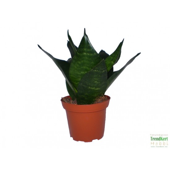 Szanszeviéria, Anyósnyelv - Sansevieria futura Universe