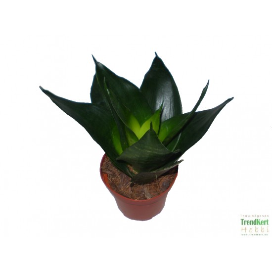 Szanszeviéria, Anyósnyelv - Sansevieria futura Universe