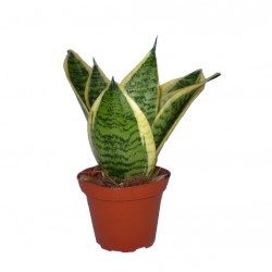 Szanszeviéria, Anyósnyelv - Sansevieria futura Superba