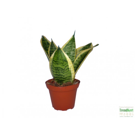 Szanszeviéria, Anyósnyelv - Sansevieria futura Superba