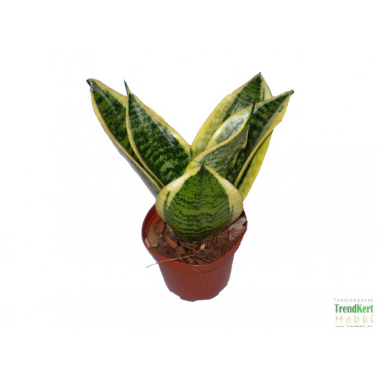 Szanszeviéria, Anyósnyelv - Sansevieria futura Superba