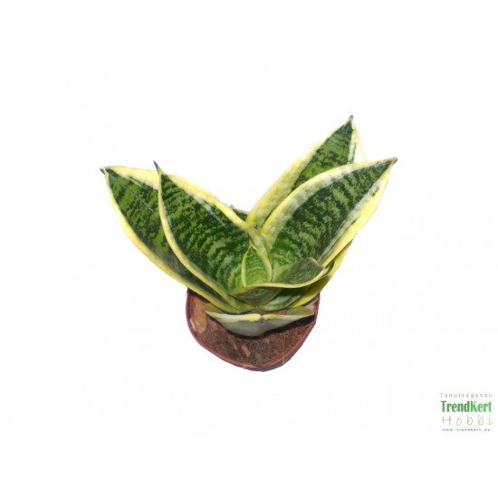 Szanszeviéria, Anyósnyelv - Sansevieria futura Superba