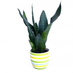 Szanzavéra, anyósnyelv - Sansevieria sp. 01