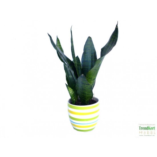 Szanzavéra, anyósnyelv - Sansevieria sp. 01