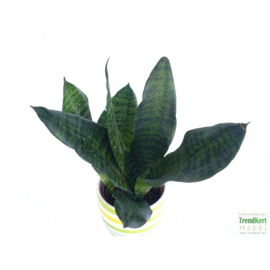 Szanzavéra, anyósnyelv - Sansevieria sp. 01