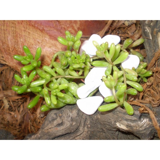 Varjúháj - Sedum Kamtschaticum