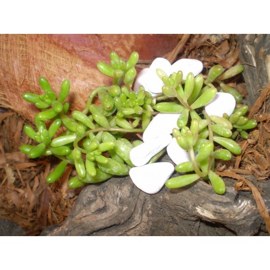 Varjúháj - Sedum Kamtschaticum