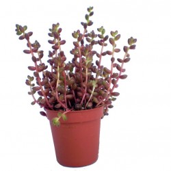 Varjúháj - Sedum stalhi Varjúháj - Sedum stalhi