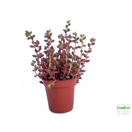 Varjúháj - Sedum stalhi Varjúháj - Sedum stalhi