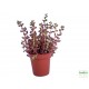 Varjúháj - Sedum stalhi Varjúháj - Sedum stalhi
