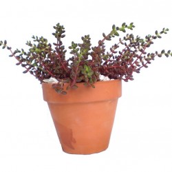 Varjúháj - Sedum stalhi Varjúháj - Sedum stalhi