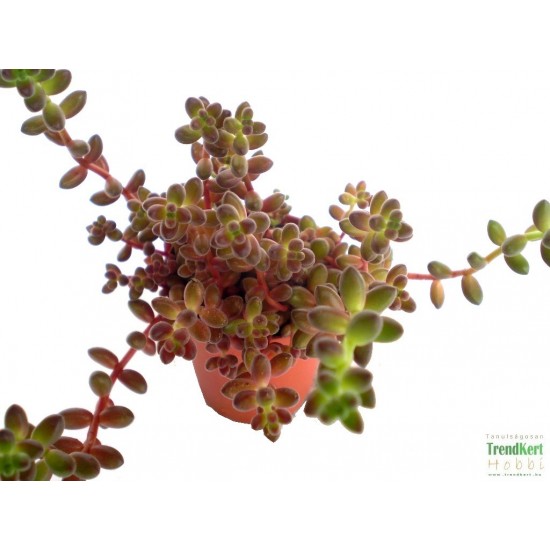 Varjúháj - Sedum stalhi Varjúháj - Sedum stalhi
