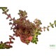 Varjúháj - Sedum stalhi Varjúháj - Sedum stalhi